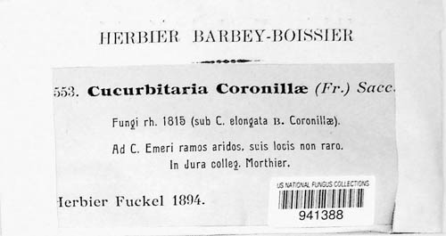 Cucurbitaria coronillae image
